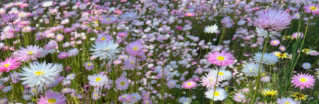 Pink and white wildflowers at Moora, WA